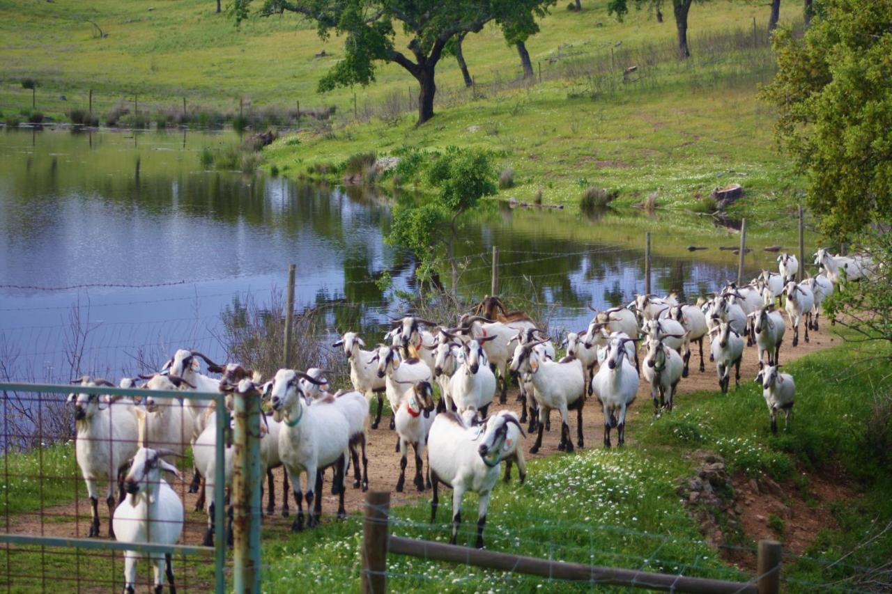 Herdade Vale De Cabras Portel Extérieur photo