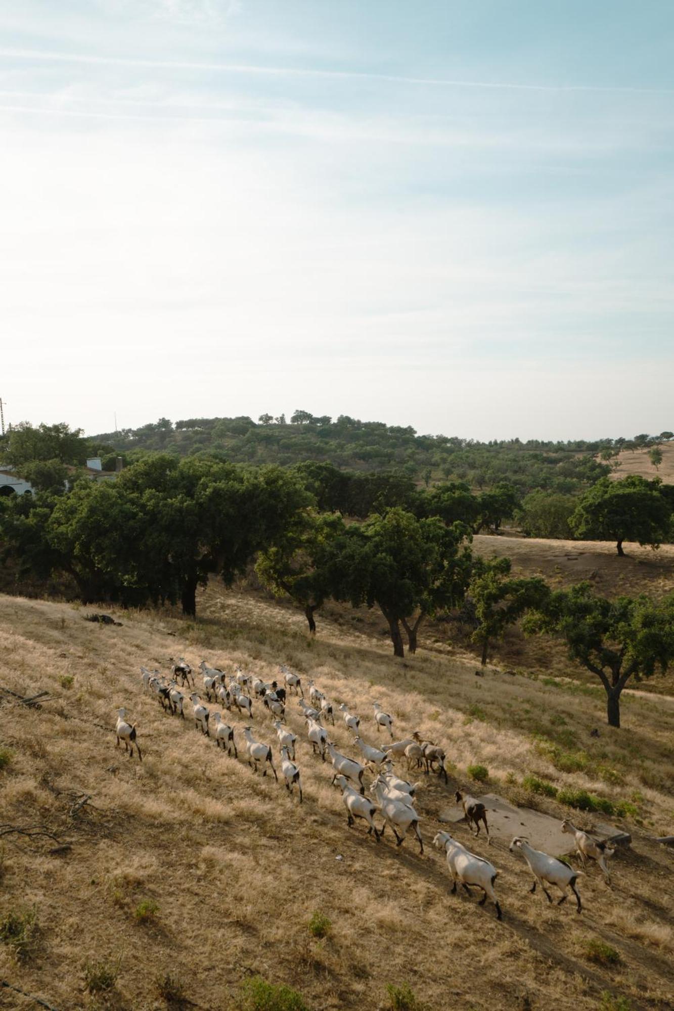 Herdade Vale De Cabras Portel Extérieur photo