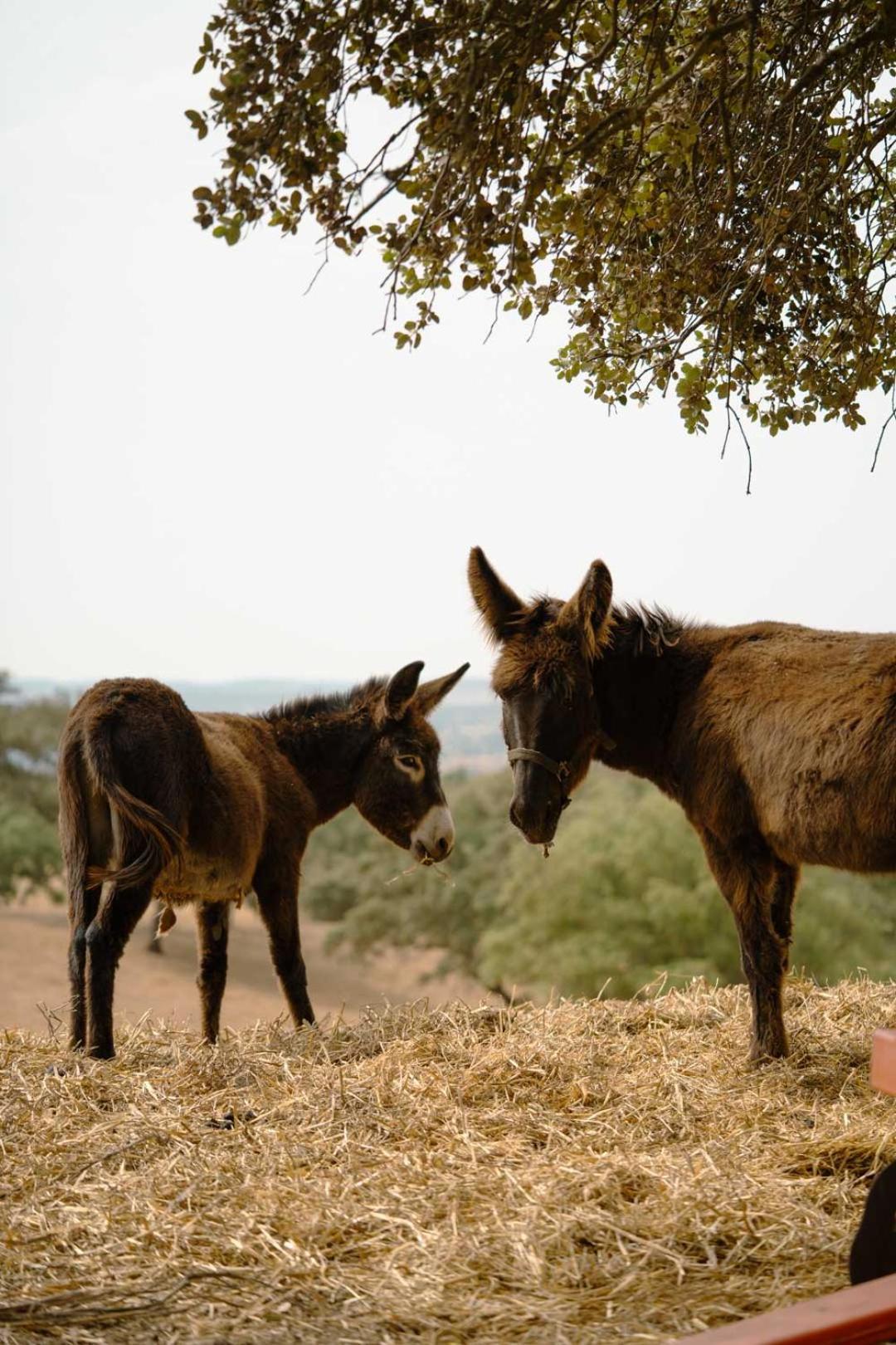 Herdade Vale De Cabras Portel Extérieur photo